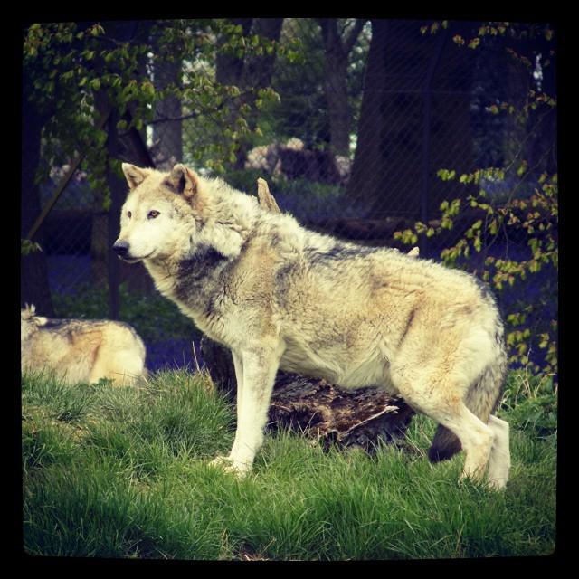 daveowen31's tweet photo. #europeanwolf #wolf #whipsnade #whipsnadezoo #zslwhipsnade http://t.co/8CUYJCCDal http://t.co/Ru5YhYPh9h