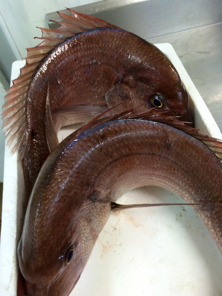 pablomarinojose's tweet photo. Recién llegado.#samadepluma http://t.co/stL528aVKc