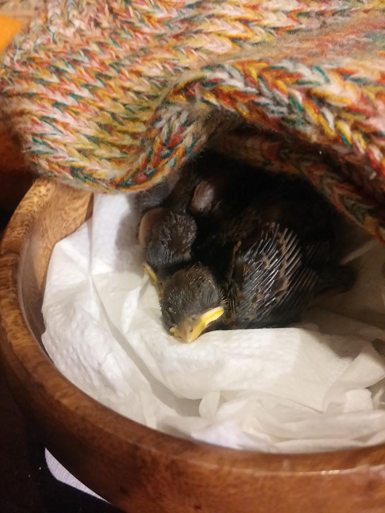 テッペー 屋根裏から音がするので開けてみたところ埃まみれで瀕死のヒナが見つかりました 旅行直前だったので一緒に長野を旅することに 笑 旅行中も30分に一回ご飯あげること２日 復活しました 大きくなったら群れに帰してあげよう Http T Co