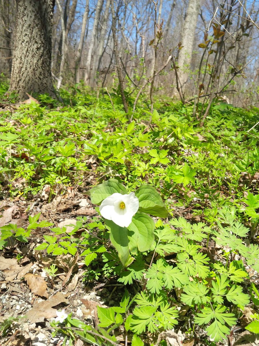 cerwright's tweet image. The first white Trillium just coming out along the Botham Trail at Pt.P.N.P. Yes, finally!