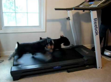 HelloSchnauzer's tweet photo. High Speed Wipe out on #Treadmill. Two Miniature #Schnauzers Treadmill Wipe out 
watch video : http://t.co/yiBgC39dsN http://t.co/ISIl1wOppC
