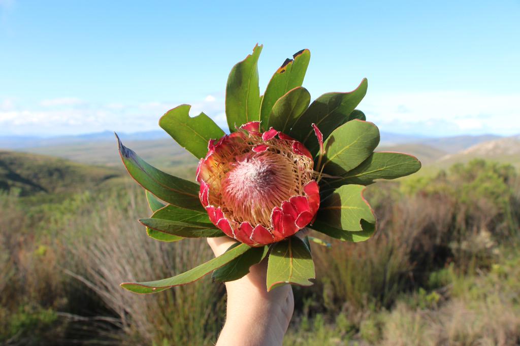 RT @TravelBlggr: Such a beautiful national flower - the protea. #stellenblog #meetsouthafrica