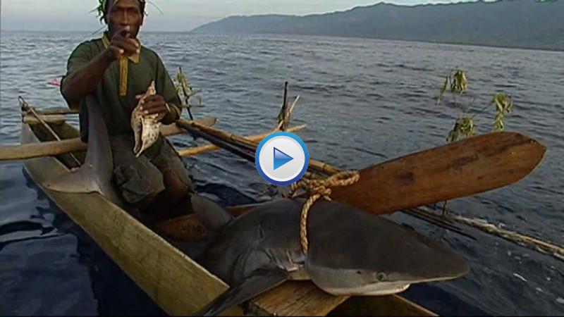 sharkscuba's tweet photo. Sharkcallers of Kontu trap &amp; kill sharks by hand from small outrigger canoes @shark_society  http://t.co/GfdJ2opDoo http://t.co/GYiFpt7x4N