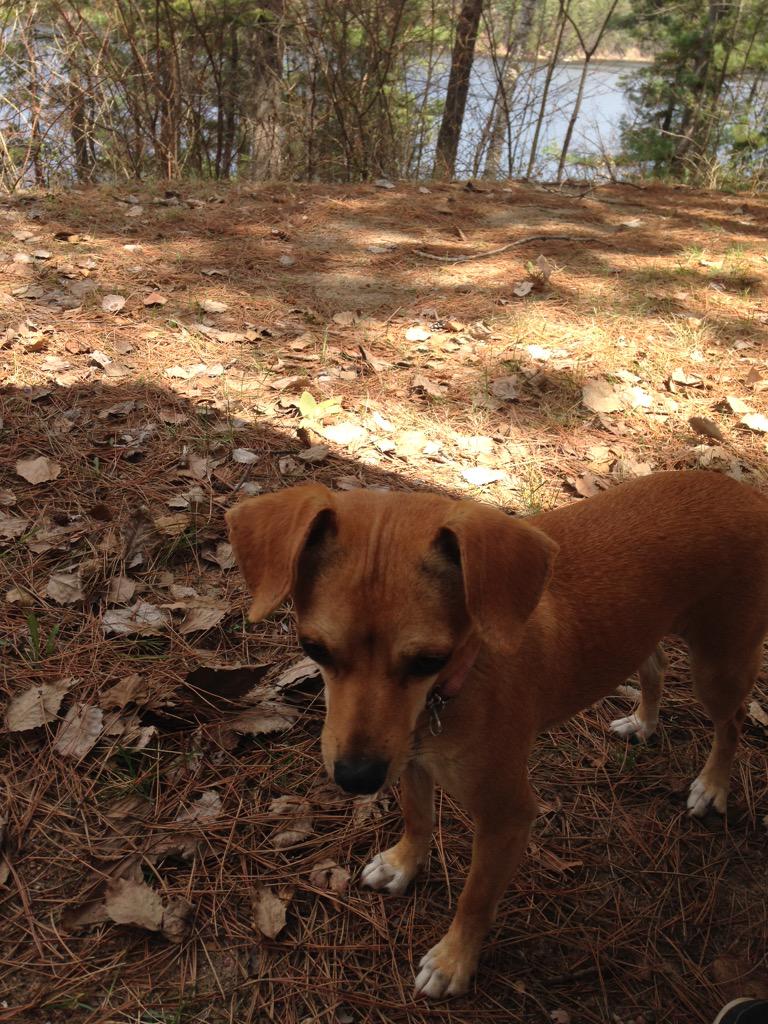 lillymunchkin's tweet photo. I gotchoo boo #buddiesystem #Zombies #zombisquad #sleepy #dogsarefamily #dogsoftwitter 😴💤💜🐾🎣⛺️ #cottagelife #luckyme http://t.co/D0zKi6uhRx