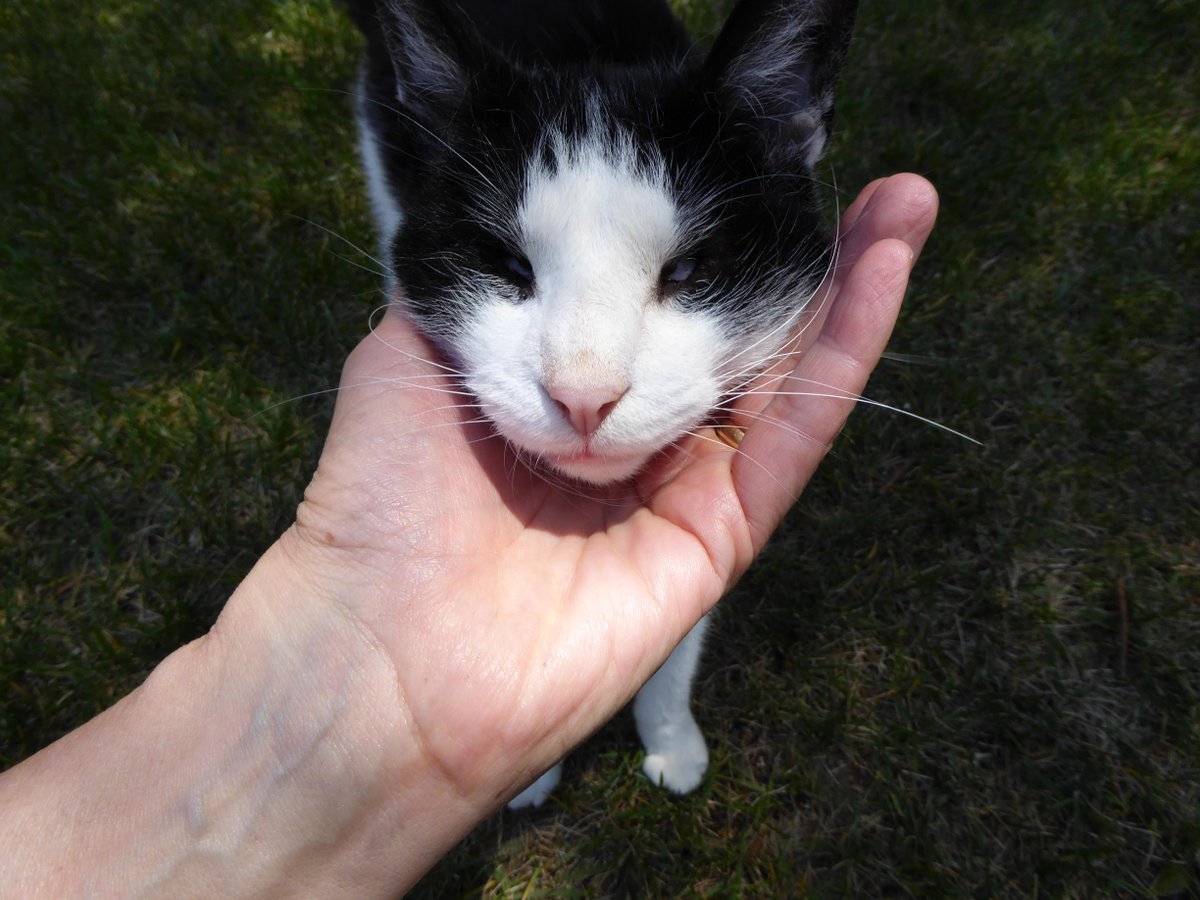 This little guy - my cat Nic, blind from birth, rescued in San Francisco and now with our family.#gratitude #grateful