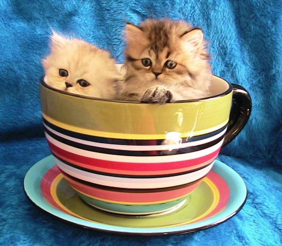 AngeljennaNYC2's tweet photo. @encarnacion67 @Gene_b3301 @SuzanneLepage1 @simarly @brokentale @ConsciousKatOK @Jilliemary Cuties for you 💙 Maria :) http://t.co/dmiY8ZxABT