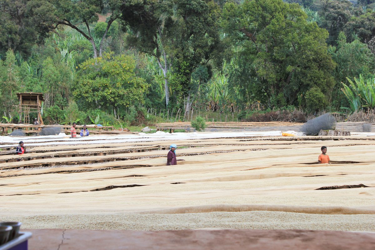 stumptowncoffee's tweet photo. May #featuredcoffee is Ethiopia Chelbessa. Bergamot, peach, sweet vanilla. Complex & lovely. http://t.co/QFqc6KeFSk http://t.co/prFVpbUxPF
