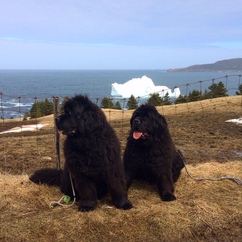 Quintessentially Newfoundland