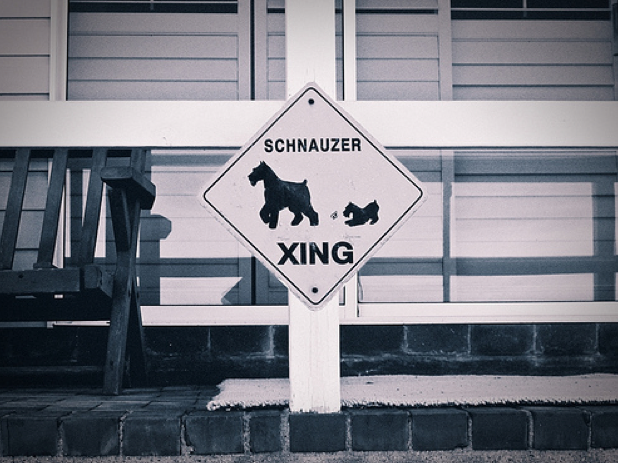 HelloSchnauzer's tweet photo. #schnauzer #xing pic by Rian Castillo http://t.co/wDybCsvWUl