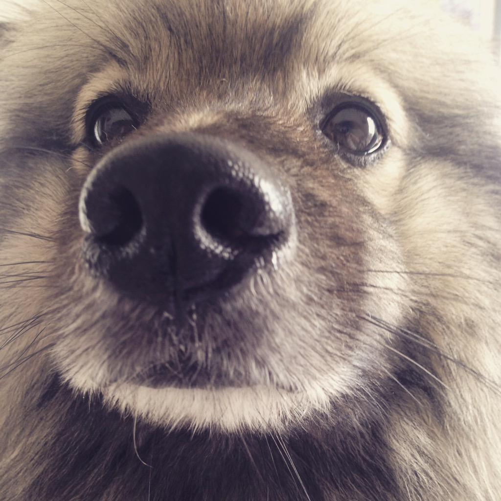 GayTed's tweet photo. I'm back my female canine friends (bitches)! http://t.co/WSX8hWVfqq