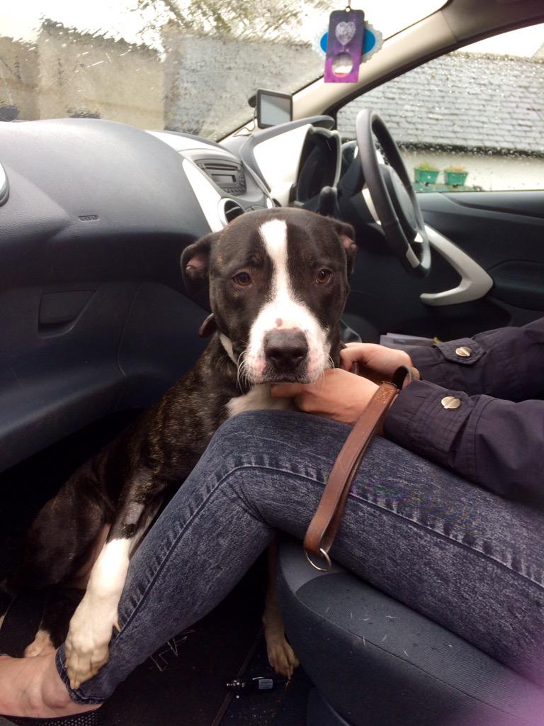 Rochdale Dog Rescue tweet media