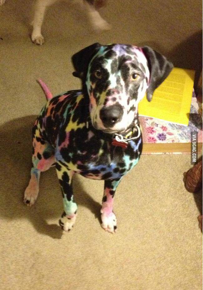 9GAG's tweet photo. Don't leave the dog with kids! http://t.co/PN1uQhil0L http://t.co/z4aOniXh2H