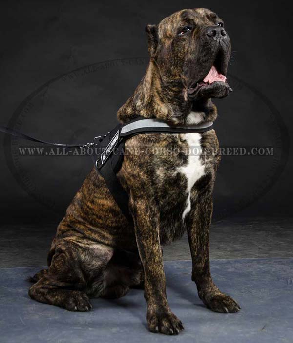 cane corso supplies