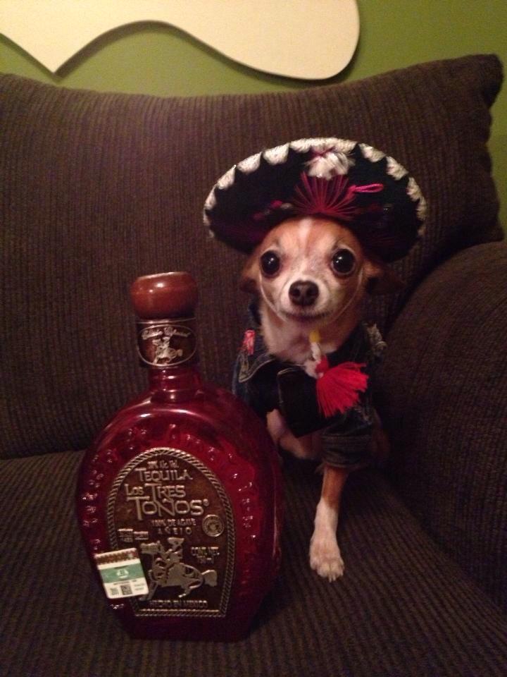pfuryspfaff's tweet photo. #bigodogs @EODRollerDerby Margarita Villains Mascot Chica #BigO2015 http://t.co/Mn4OIYZ7GS