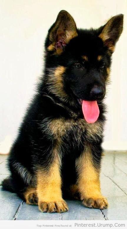 ez_wellman's tweet image. can't wait to live on a farm with my four dogs #2labs #husky #germanshepherd #thedream