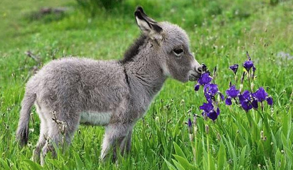 incredibleviews's tweet photo. baby donkeys are underrated http://t.co/4mkpxdfKP8