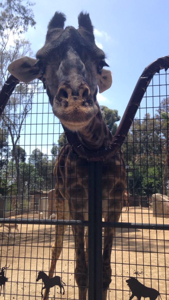 clairedecat248's tweet photo. I fed a giraffe! I'm in cloud 9! #sandiegozoo http://t.co/s2YRiqSM5F