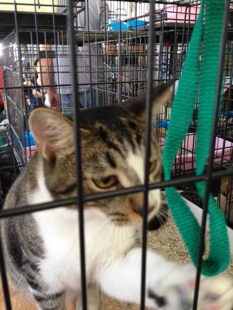 TedGreenberg's tweet photo. This is Lucas. http://t.co/CImjnU0K8Q