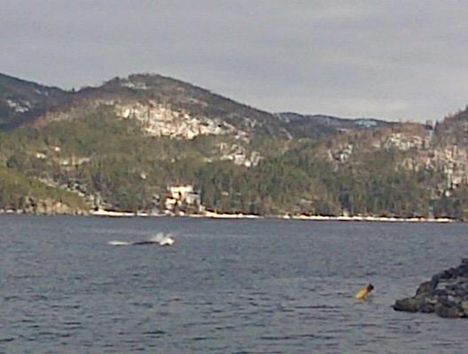 WoodyPointNL's tweet photo. May 1&amp;2. Minkhe whales breaching 100ft off the deck of Seaside Over Water Suites @NLtweets @VisitGrosMorne http://t.co/GKaLGs0jG5
