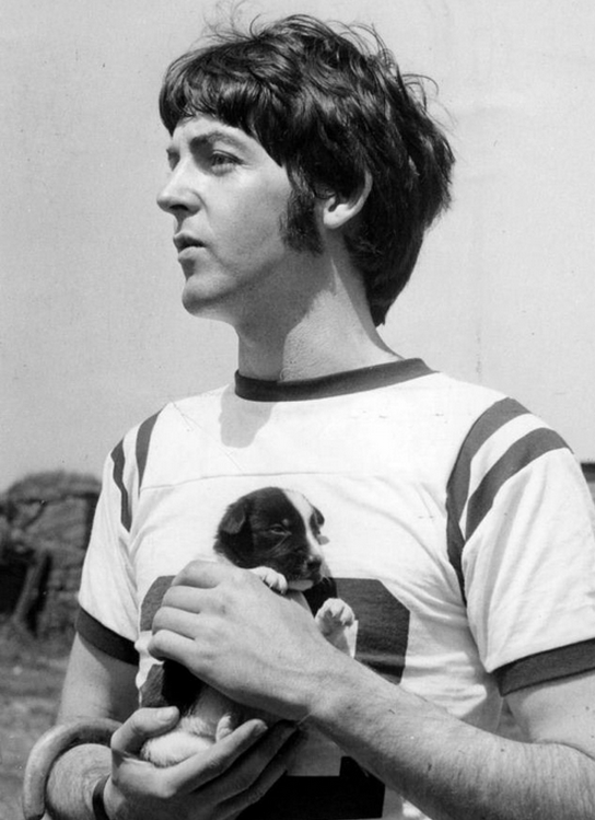 spidersfromars's tweet image. um gatinho e um cachorrinho