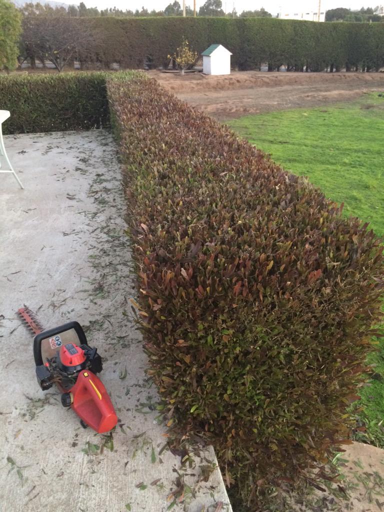 verosalaberry's tweet photo. Estoy al "jugo" me las di de "jardinero"... Pero me quedó #PichoCaluga 😜 http://t.co/mbSegZiTt1