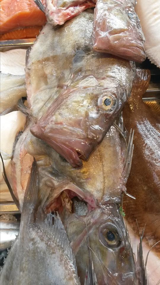 shrig48's tweet photo. thanks to  our new skipper terry dawes who brought us in some cracking fish today ,turbot john dory dover soles http://t.co/pmvWxsnlad