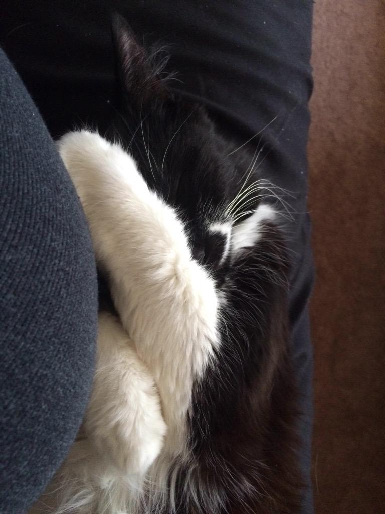 goobbingoob's tweet image. All this activism is exhausting! Need a cat nap 💤💤 #CatPrivilege