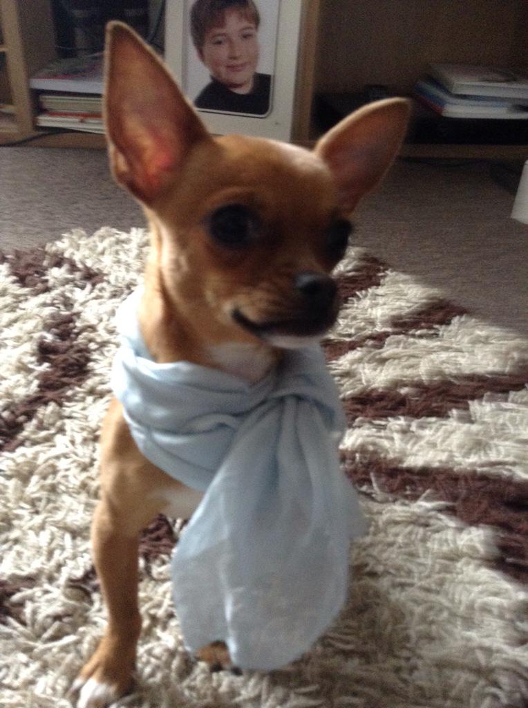 campaignFDAL's tweet photo. @tomandrewsmusic please Tom could you take pic  of your gorgeous dogs like these for our ME Awareness poster :) http://t.co/YmWi2OuMiz