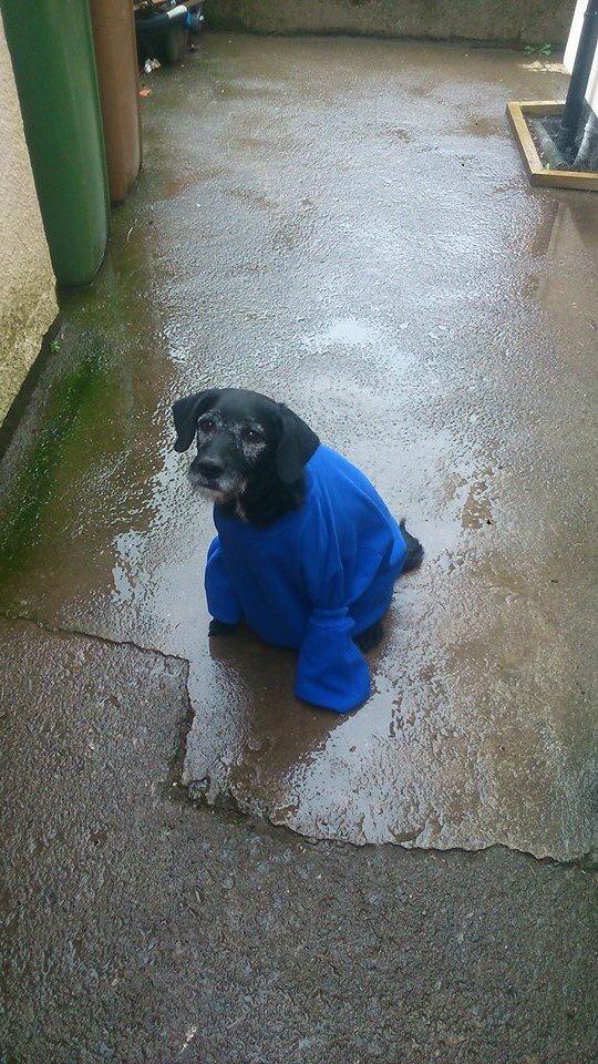 campaignFDAL's tweet photo. Pleasesend in your pics to us 4 our Awarenessposter 4 12th May ME awarenessday ifno pets dressin blue urself or kids http://t.co/xm6ceRq7dK