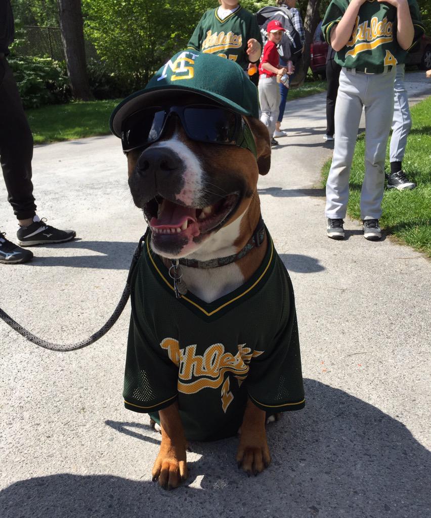MSLL_Baseball's tweet photo. Cedar the AAA Athletics Mascot - all ready for #MSLL Photo Day... http://t.co/E1vWkuy3Gw