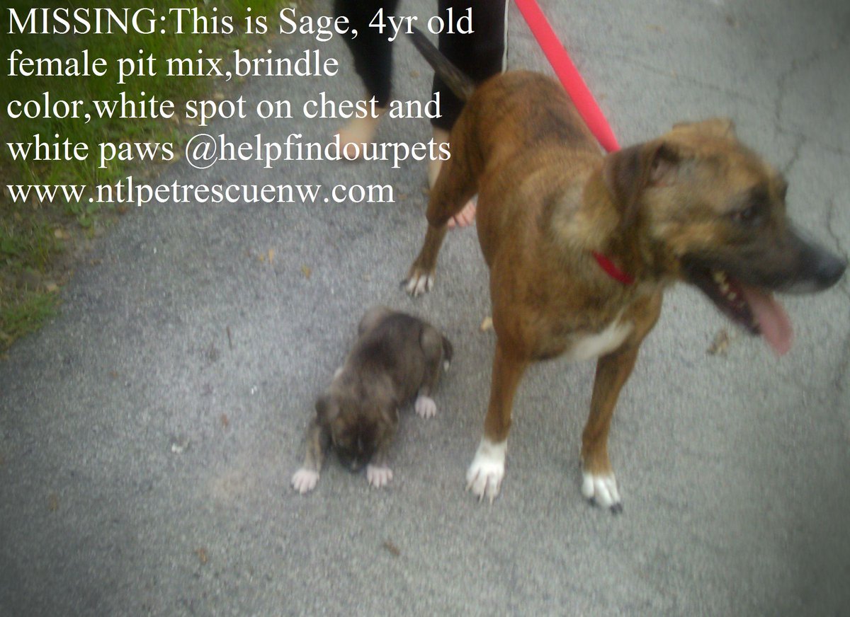 helpfindourpets's tweet photo. MISSING:Sage,6yr old female pit mix,brindle color,white spot on chest last seen in Indiana https://t.co/djky9NeR0l https://t.co/zSL18WH4KO