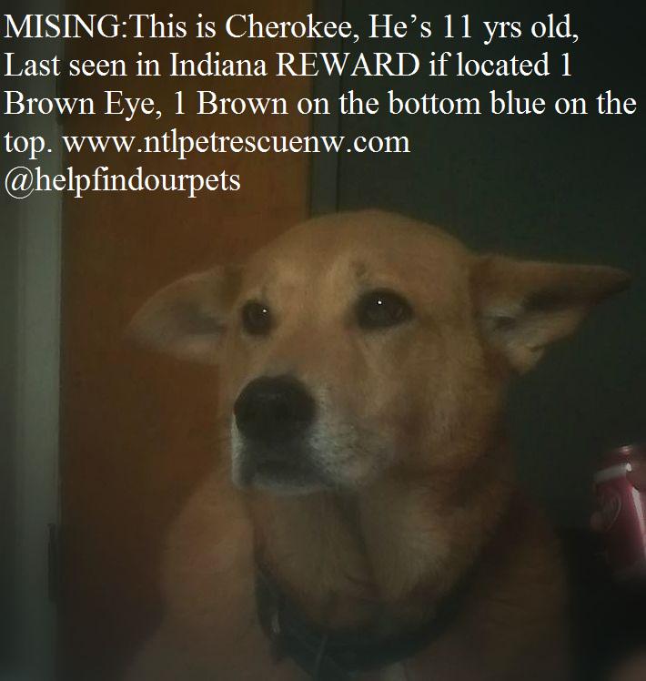 helpfindourpets's tweet photo. MISSING:This is Cherokee, He’s 13 yrs old, Last seen in Indiana LARGE REWARD if located https://t.co/djky9NeR0l https://t.co/Tz5AhZpl9E