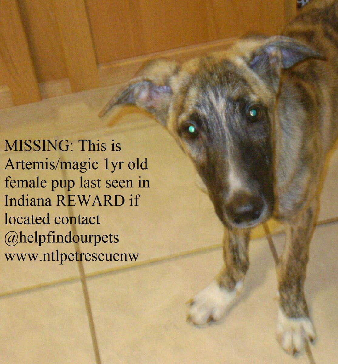 helpfindourpets's tweet photo. MISSING: This is Artemis/magic 3 yr old female pup last seen in Indiana REWARD if located https://t.co/djky9NeR0l https://t.co/b43GSrdsmh