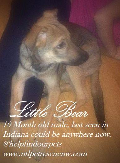 helpfindourpets's tweet photo. MISSING:This is Little Bear, 3 yr old male, lap dog,comes to his name last seen in Indiana https://t.co/djky9NeR0l https://t.co/EqydFZFbd6