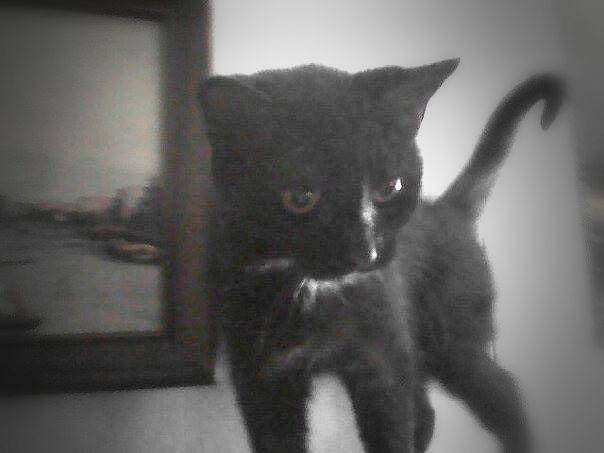 helpfindourpets's tweet photo. MISSING:This is Precious, 7-9 yr old female, small in size, hazel eyes, last seen in Indiana https://t.co/djky9NeR0l https://t.co/xdor6Wzv6P