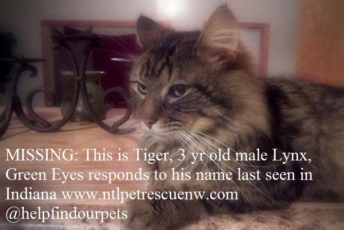 helpfindourpets's tweet photo. MISSING:This is Tiger 5yr old male Lynx responds to his name green eyes last seen in Indiana https://t.co/djky9NeR0l https://t.co/twRSURMr3g
