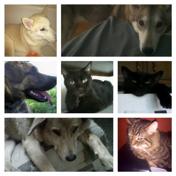 helpfindourpets's tweet photo. Missing: Our adult pets. Last seen in Indiana could be anywhere now. REWARD if located https://t.co/djky9NeR0l https://t.co/4jZfVASKVf