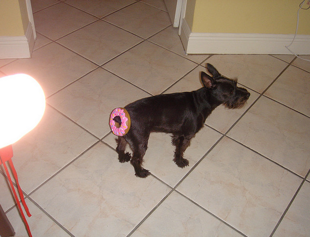 HelloSchnauzer's tweet photo. hahaha so funny . keeping #Doughnut for #emergency pic by Brent Ozar http://t.co/suV6QKJdpt