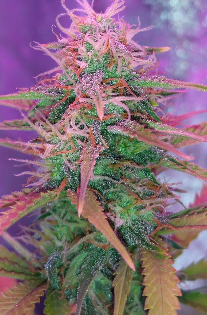 iDont_4get's tweet photo. Jack47 finishing up and getting frosty. #legalgarden #LED #growyourown #istayhigh #fueledbyTHC #topshelflife http://t.co/e15B4Oo5cZ