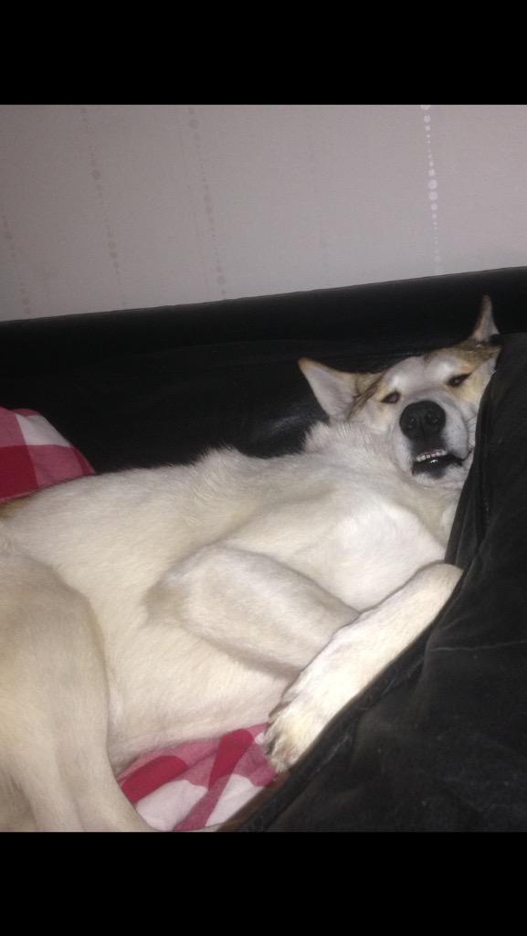 Rätt så trygg hund man har
