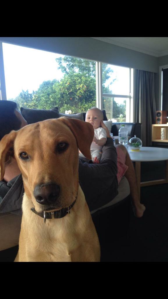 JennaLynchNZ's tweet photo. Please keep an eye out for Archy. Lost in Galatea near Rotorua after he got a shock from an electric fence. http://t.co/cGojecUXg2