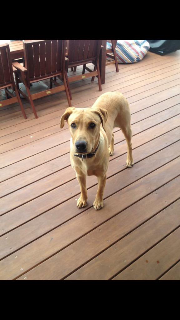 JennaLynchNZ's tweet photo. Please keep an eye out for Archy. Lost in Galatea near Rotorua after he got a shock from an electric fence. http://t.co/cGojecUXg2