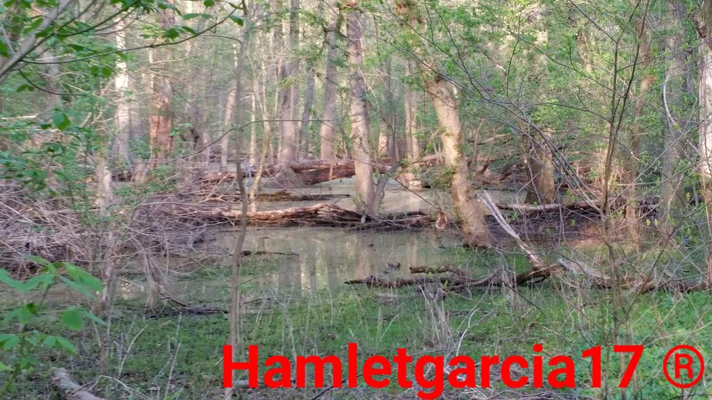 Hamletgarcia17's tweet photo. . #Amazing day at the  #Park #Pennsylvania #swamp http://t.co/WjqU3QDoOu