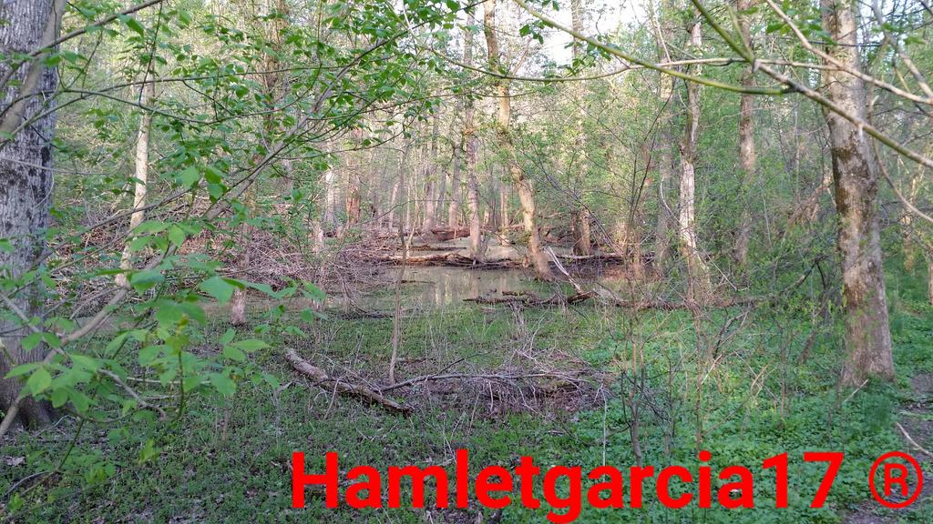 Hamletgarcia17's tweet photo. . #Amazing day at the  #Park #Pennsylvania #swamp http://t.co/WjqU3QDoOu