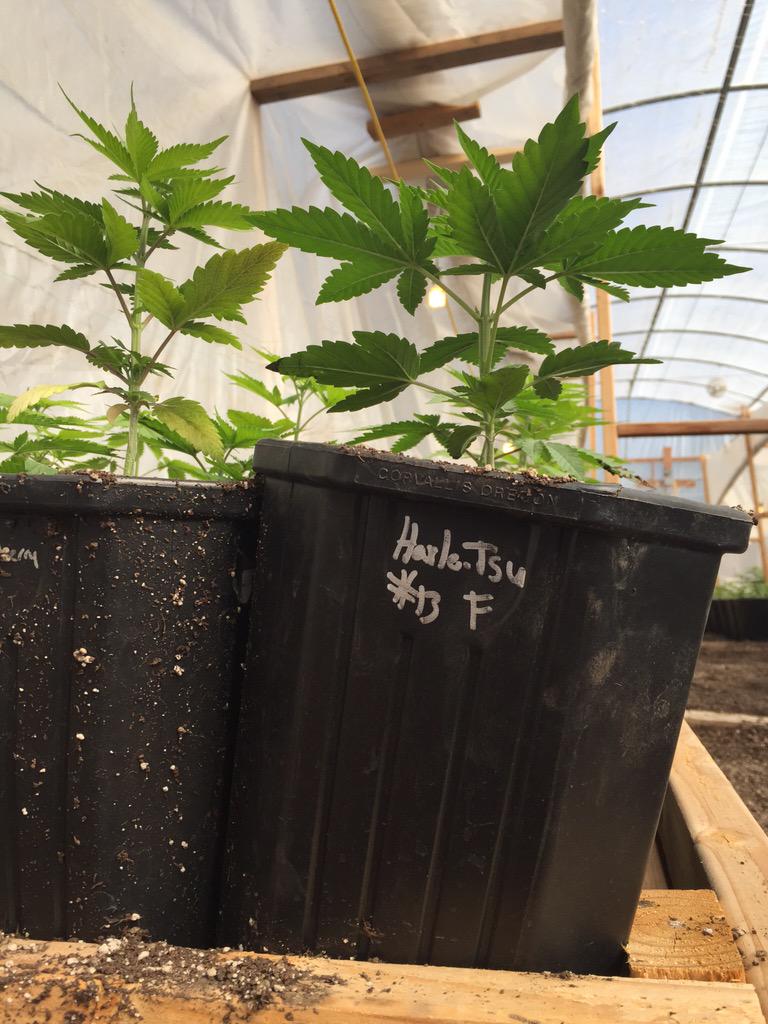 theco2company's tweet photo. Excited to have cracked the Harley Tsu seeds! 🌱

#timetoconcentrate http://t.co/4jq5wSL33u