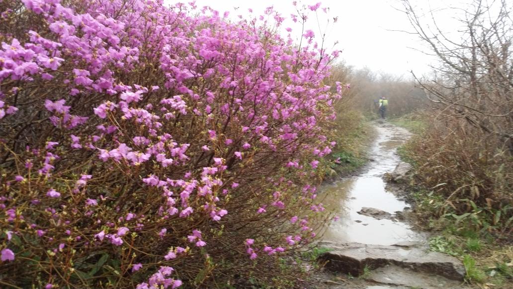 비내리는 돼지령