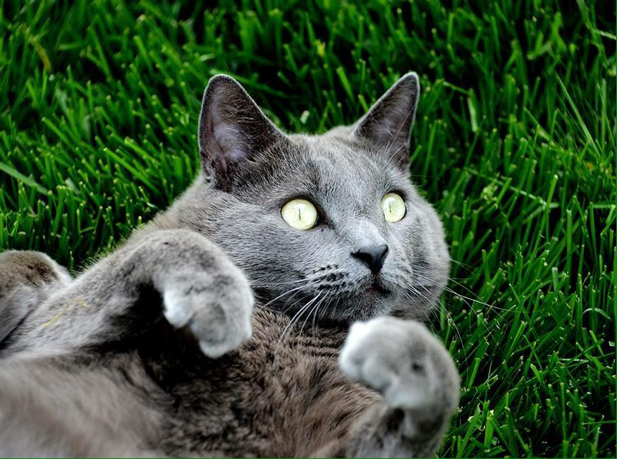 TheCandidPup's tweet photo. Sneak peak number two. The most interesting cat in the world. #cats #photography http://t.co/cL3prTVTNZ