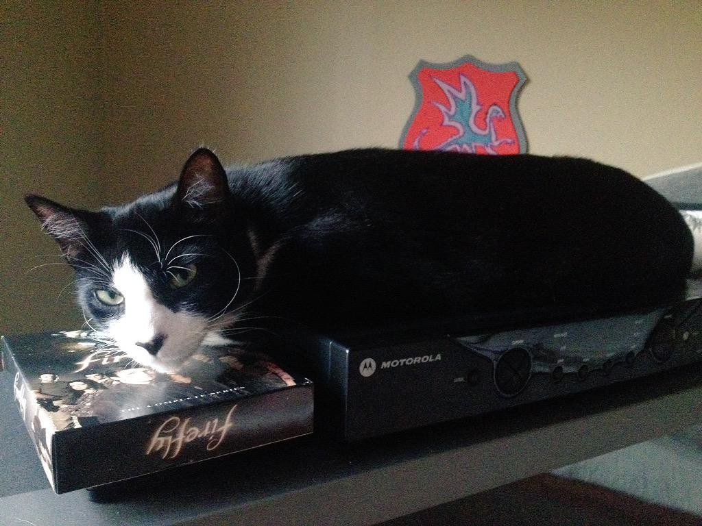 FiyeroShmiyero's tweet image. Human not let me in room today because "record video." Angry. Why can't I be in video? #notahappy #Caturday