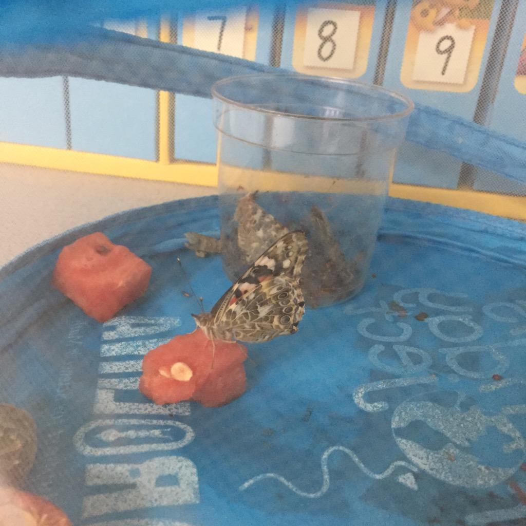 ThomasTXKinder's tweet photo. Kindergarten observed caterpillars change into butterflies! #lifecycle #EarthDay http://t.co/GEul6rUbGF