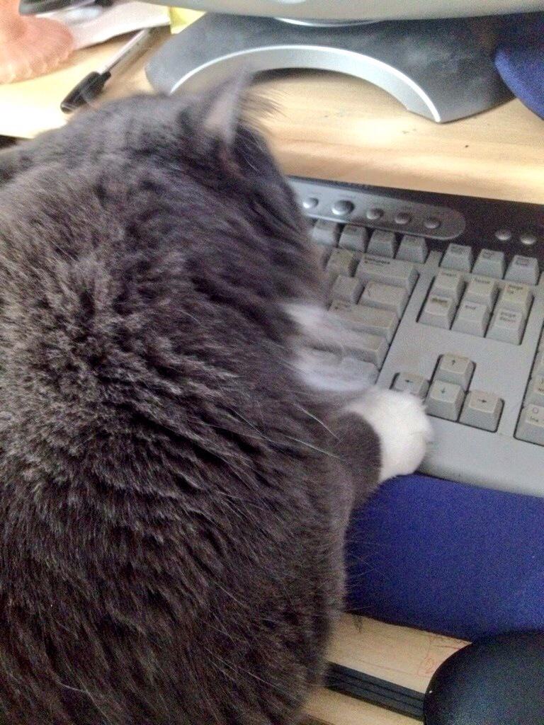 fabutton's tweet image. @claudeone I live with Ted. I understand! &amp;gt;^..^&amp;lt; #computersavvy